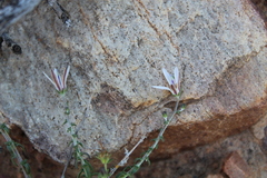 Wahlenbergia nodosa