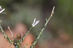 Wahlenbergia nodosa