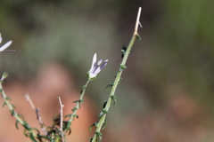 Wahlenbergia nodosa