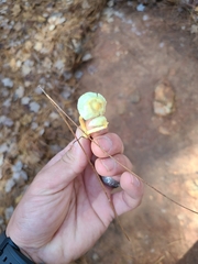 Gliophorus psittacinus