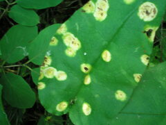 Puccinia symphyti-bromorum
