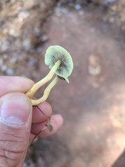 Gliophorus psittacinus