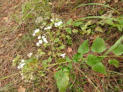 Ageratina jucunda