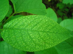 Prunus padus