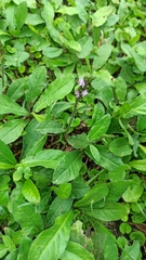 Pseudelephantopus spiralis