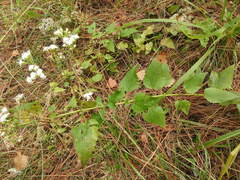 Ageratina jucunda