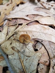 Simocybe