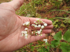 Ageratina jucunda
