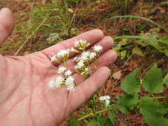 Ageratina jucunda