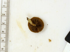 Simocybe