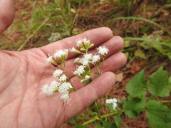 Ageratina jucunda