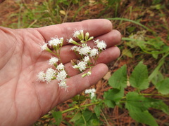 Ageratina jucunda