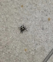 Thorelliola ensifera