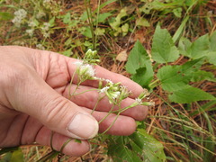 Ageratina jucunda