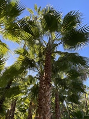 Washingtonia robusta