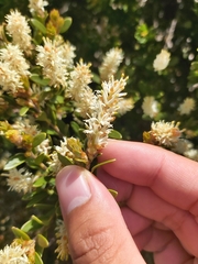 Orites lancifolius