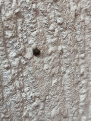 Habroconus semenlini