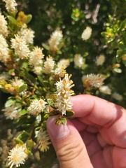 Orites lancifolius
