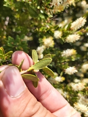 Orites lancifolius