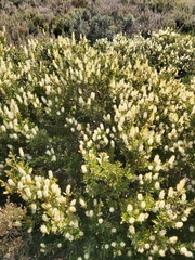 Orites lancifolius