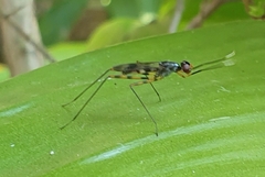Taeniapterinae