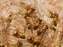 Ropalidia romandi