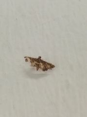 Nacoleia inouei
