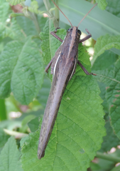 Schistocerca flavofasciata