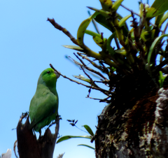 Forpus xanthopterygius