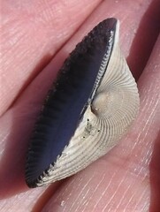 Arcoidea