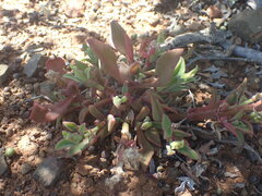 Mesembryanthemum aitonis