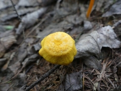 Cyptotrama chrysopepla