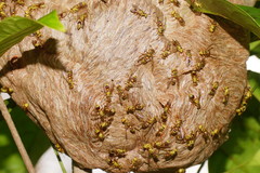 Ropalidia romandi