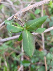 Lonicera periclymenum