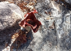 Gibbiflorae