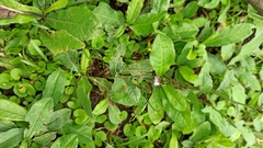 Pseudelephantopus spiralis