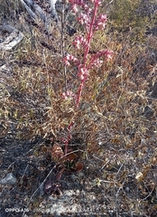 Gibbiflorae