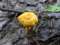 Cyptotrama chrysopepla