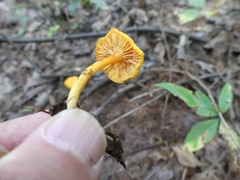 Cyptotrama chrysopepla