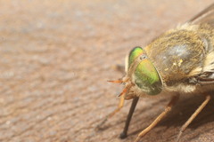 Tabanus australicus