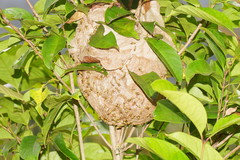 Ropalidia romandi