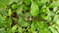 Pseudelephantopus spiralis