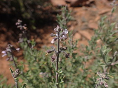 Ocimum burchellianum