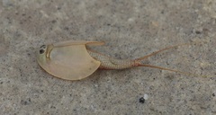 Triops