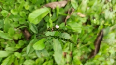 Pseudelephantopus spiralis