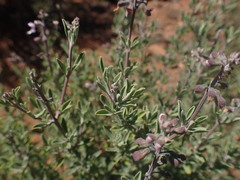 Ocimum burchellianum