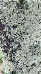 Lepraria finkii