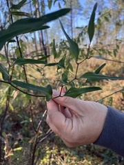 Smilax auriculata