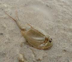 Triops