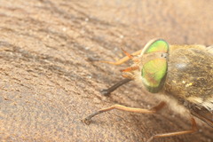Tabanus australicus